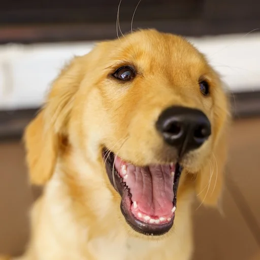 きなこ副会長(ゴールデンレトリバー)