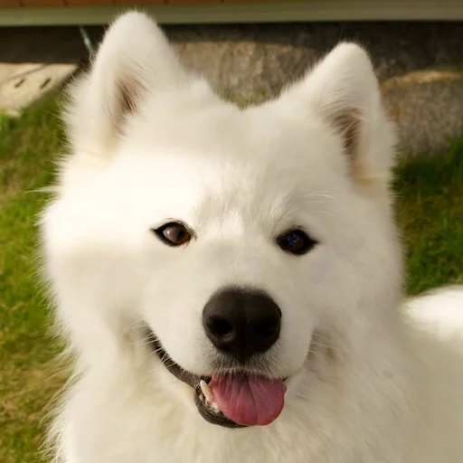 すばる会長(サモエド)